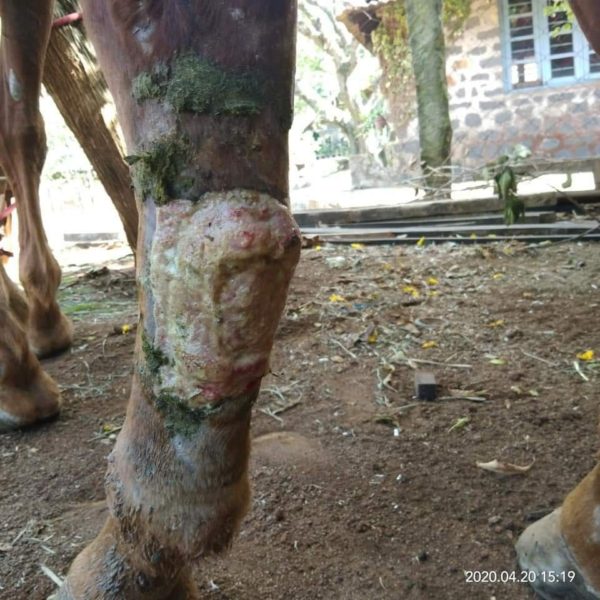 PROUD FLESH OF HORSES - Pashudhan Praharee | Pet Care Blog