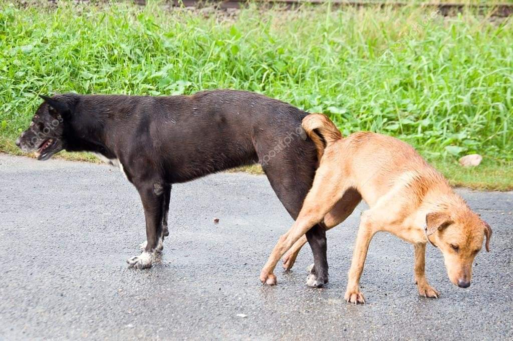 Dogs sex a girl in Bhopal