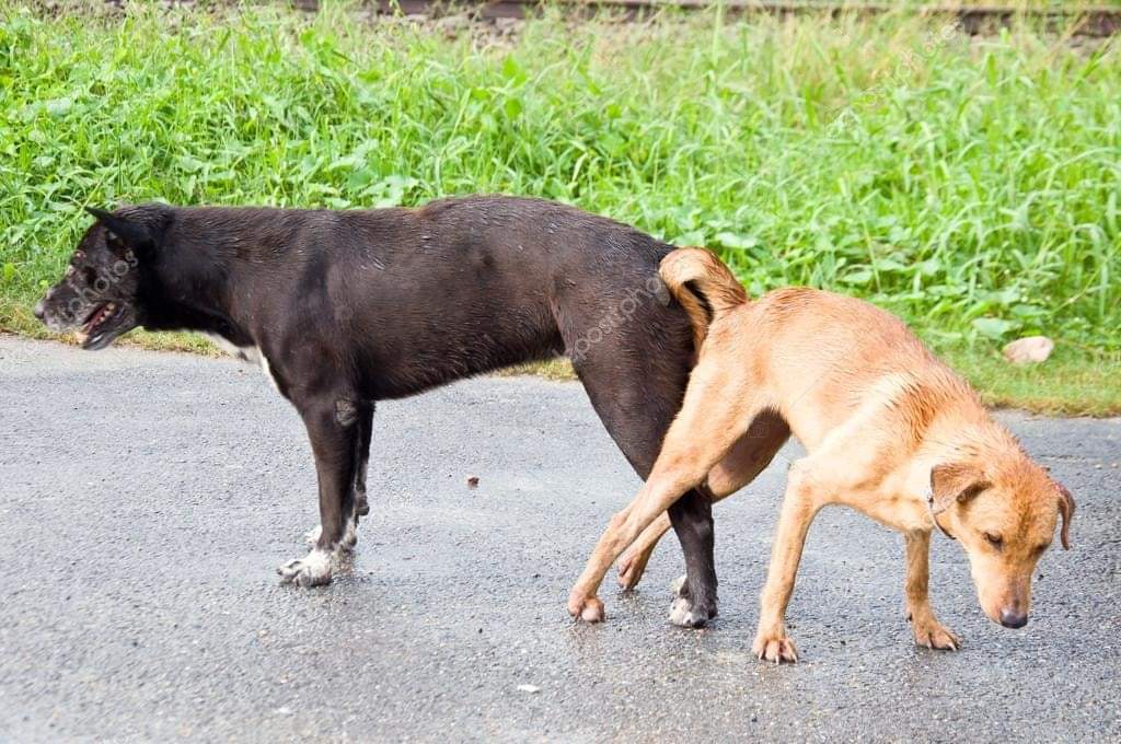 Why Dogs Get Stuck During Mating? Pashudhan Praharee Pet Care Blog