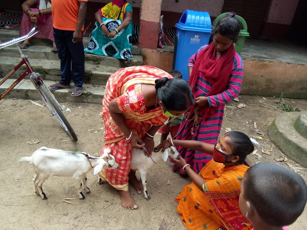 Pashu Sakhis play a great role in livestock rearing in Jharkhand's tribal hinterland – Pashudhan praharee Pashu Sakhis play a great role in livestock rearing in Jharkhand's tribal hinterland – Pashudhan praharee