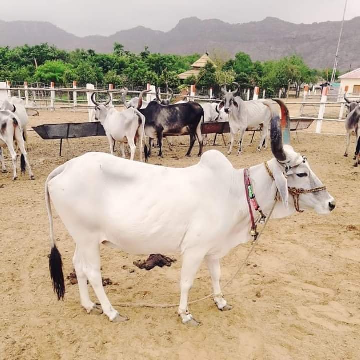 BASICS OF ORGANIC ANIMAL HUSBANDRY IN INDIA – Pashudhan praharee BASICS OF ORGANIC ANIMAL HUSBANDRY IN INDIA – Pashudhan praharee