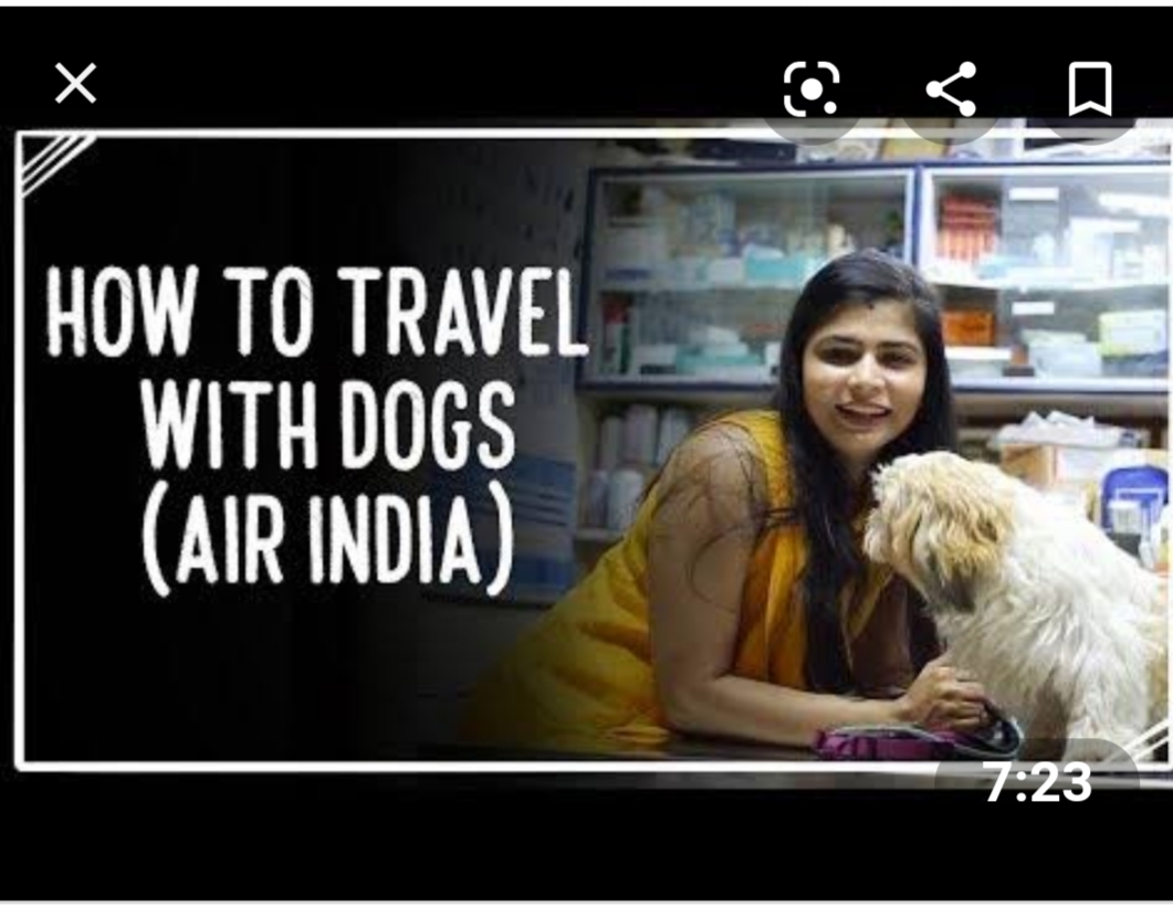 COMPLETE INFORMATION OF REGULATIONS, DOCUMENTATION & STEP BY STEP PROCEDURE  FOR TRAVEL WITH PETS IN AIRLINES IN INDIA – Pashudhan praharee