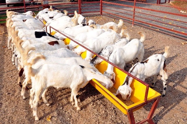 REARING GOAT AS AN STARTUP IN BIHAR Part-1. – Pashudhan praharee REARING GOAT AS AN STARTUP IN BIHAR Part-1. – Pashudhan praharee