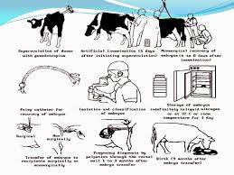 Embryo Transfer Technology (ETT) in Dairy Cattle – Pashudhan praharee