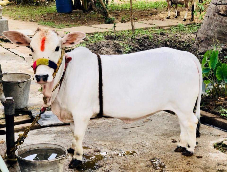 SCIENTIFIC ,SOCIOLOGICAL , CULTURAL & RELIGIOUS IMPORTANCE OF INDIAN COWS BREED LIKE PUNGANUR COW IN INDIA – Pashudhan praharee SCIENTIFIC ,SOCIOLOGICAL , CULTURAL & RELIGIOUS IMPORTANCE OF INDIAN COWS BREED LIKE PUNGANUR COW IN INDIA – Pashudhan praharee