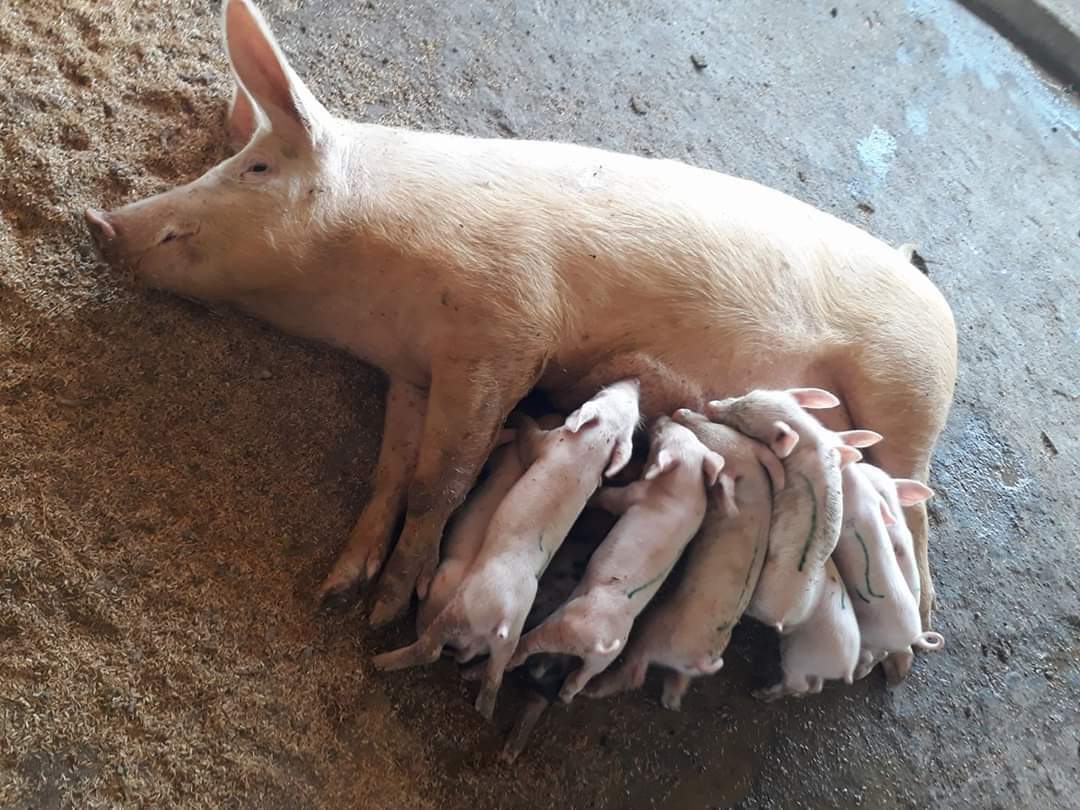 LOW COST SUSTAINABLE SCIENTIFIC PIG FARMING IN JHARKHAND , ODISA, &NE  States – Pashudhan praharee