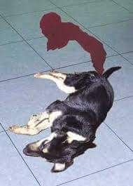 CANINE PARVOVIRUS INFECTION A LIFE THREATENING DISEASE OF DOGS Pashudhan praharee