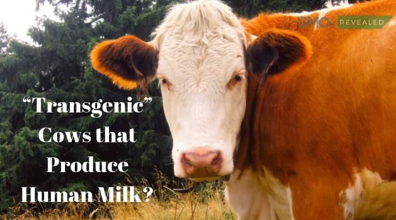 PRODUCTION OF TRANSGENIC COW MILK & ITS APPLICATION IN HUMAN WELFARE –  Pashudhan praharee