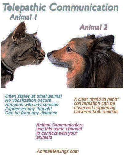 CONCEPT OF TELEPATHY OR ANIMAL COMMUNICATION & ITS IMPORTANCE – Pashudhan praharee CONCEPT OF TELEPATHY OR ANIMAL COMMUNICATION & ITS IMPORTANCE – Pashudhan praharee