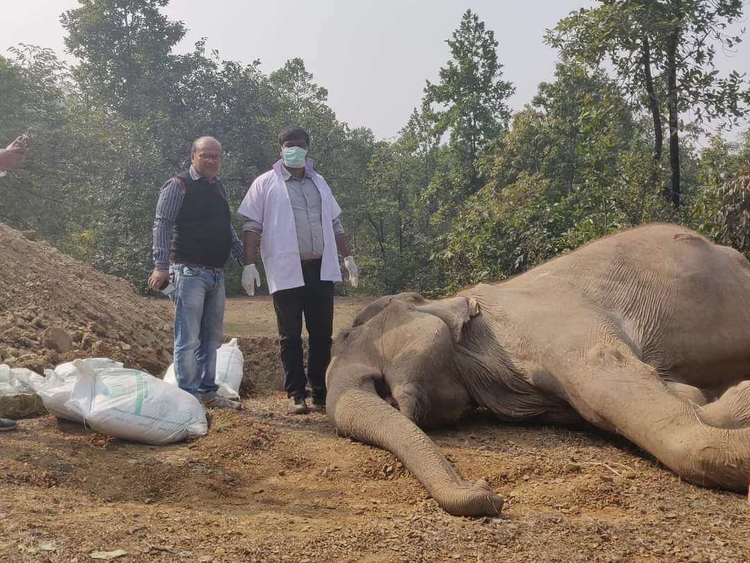 TECHNIQUES & PROCEDURE FOR POST-MORTEM OF ELEPHANT – Pashudhan praharee TECHNIQUES & PROCEDURE FOR POST-MORTEM OF ELEPHANT – Pashudhan praharee