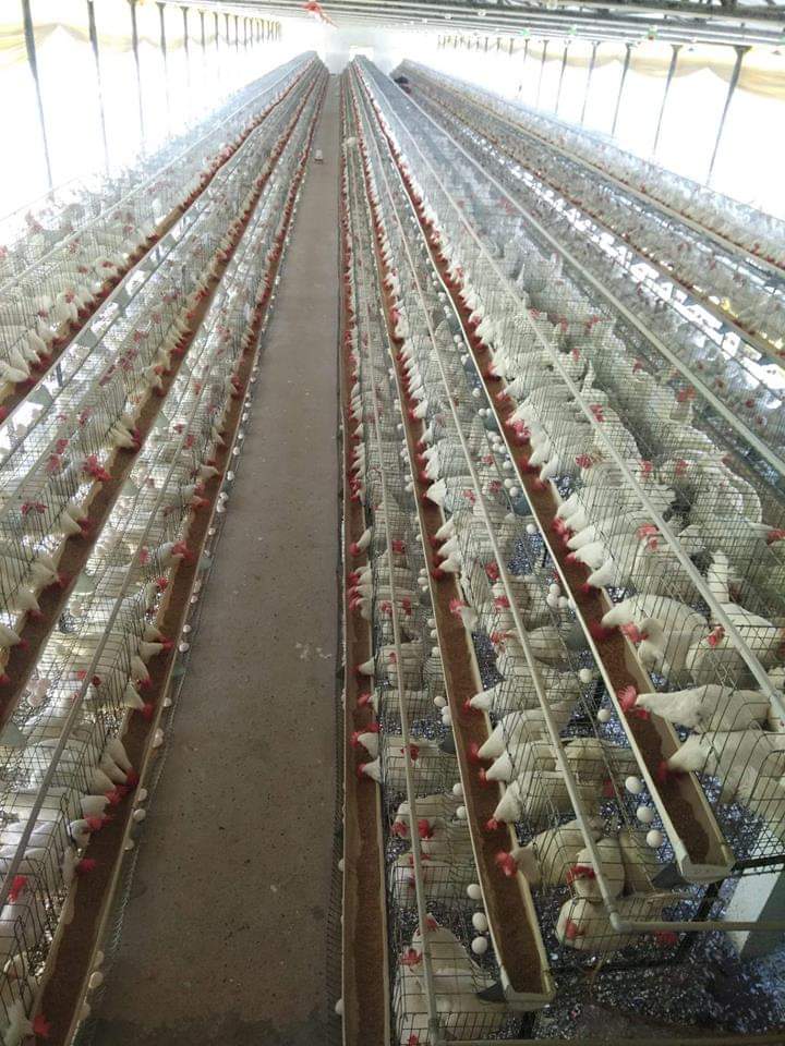 poultry farming business plan for layers
