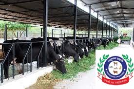 HOW TO INCREASE THE INCOME OF LIVESTOCK FARMER, S IN INDIA? – Pashudhan praharee HOW TO INCREASE THE INCOME OF LIVESTOCK FARMER, S IN INDIA? – Pashudhan praharee