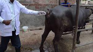 AI- TIMING & TECHNIQUES FOR MAXIMUM CONCEPTION IN DAIRY CATTLE – Pashudhan praharee AI- TIMING & TECHNIQUES FOR MAXIMUM CONCEPTION IN DAIRY CATTLE – Pashudhan praharee