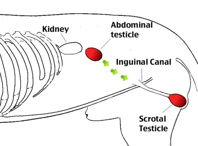 is cryptorchidism in dogs genetic