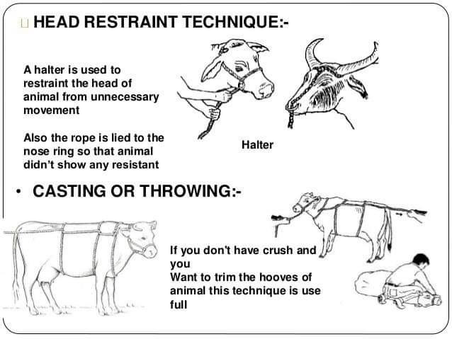 HANDLING & RESTRAINING TECHNIQUES OF FARM ANIMALS – Pashudhan praharee
