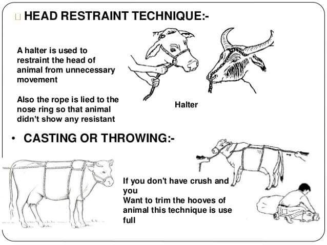 HANDLING & RESTRAINING TECHNIQUES OF FARM ANIMALS – Pashudhan praharee HANDLING & RESTRAINING TECHNIQUES OF FARM ANIMALS – Pashudhan praharee