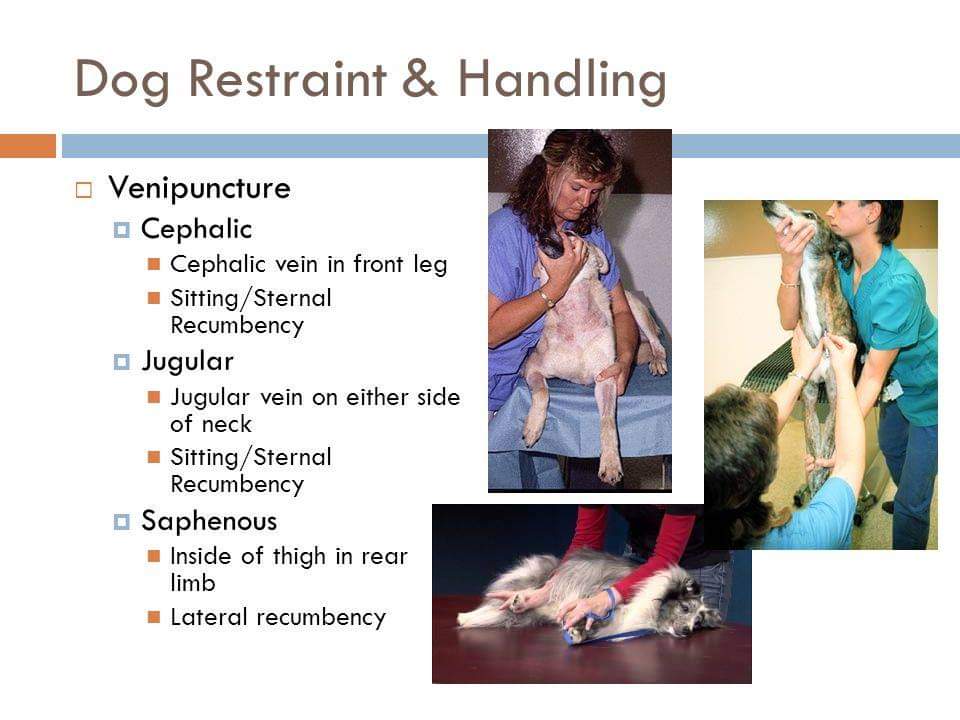 which vein is not frequently used during venipuncture on a dog