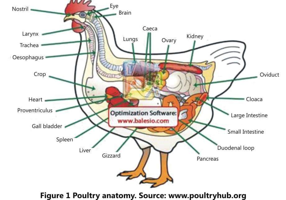 Factors responsible for Egg size – Pashudhan praharee Factors responsible for Egg size – Pashudhan praharee