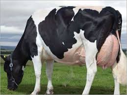 THE USE OF STEROID HORMONES FOR GROWTH IN FOOD PRODUCING ANIMAL – Pashudhan praharee THE USE OF STEROID HORMONES FOR GROWTH IN FOOD PRODUCING ANIMAL – Pashudhan praharee