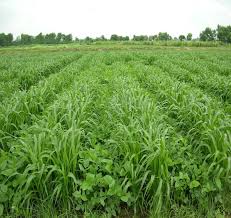 Varieties of Fodder Production for better Livestock Farming – Pashudhan praharee Varieties of Fodder Production for better Livestock Farming – Pashudhan praharee