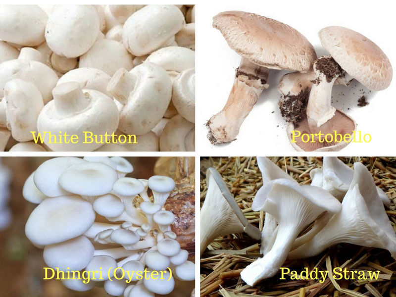 mushroom business plan in india