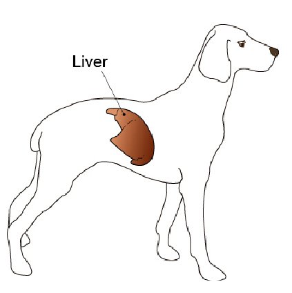 can liver cancer in dogs be cured