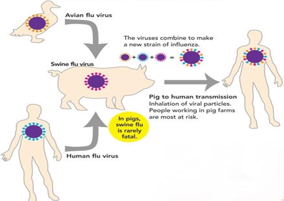 FLICKERY SWINE FLU: UNUSUAL COCKTAIL OF SWINE, AVIAN AND HUMAN VIRUSES – Pashudhan praharee FLICKERY SWINE FLU: UNUSUAL COCKTAIL OF SWINE, AVIAN AND HUMAN VIRUSES – Pashudhan praharee