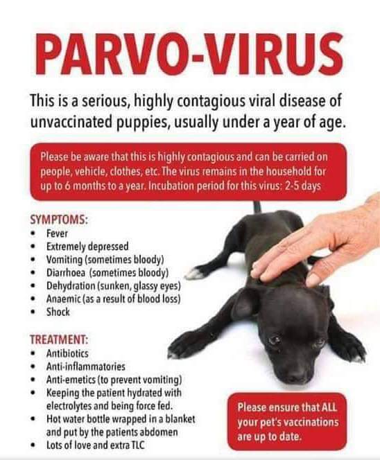 can 1 year old dog get parvo