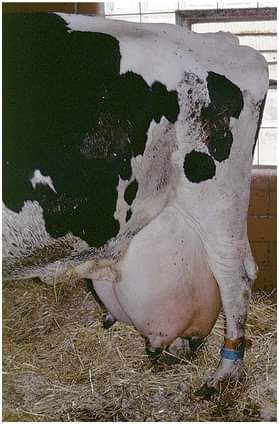 STRUCTURAL DISORDERS (SURGICAL CONDITIONS ) OF UDDER AND TEATS IN COWS – Pashudhan praharee STRUCTURAL DISORDERS (SURGICAL CONDITIONS ) OF UDDER AND TEATS IN COWS – Pashudhan praharee