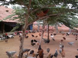BACKYARD POULTRY FARMING WITH USE OF INDIGENOUS TRADITIONAL KNOWLEDGE ... - BackyarD Poultry