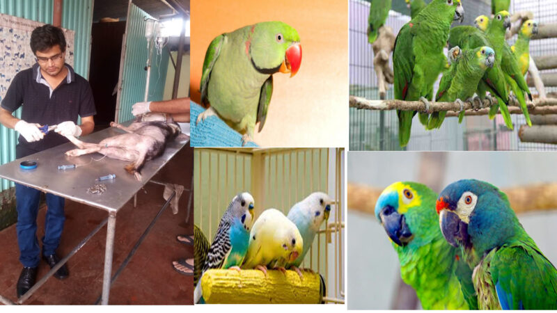 CARE -MANAGEMENT OF -PARROTS -PET BIRDS