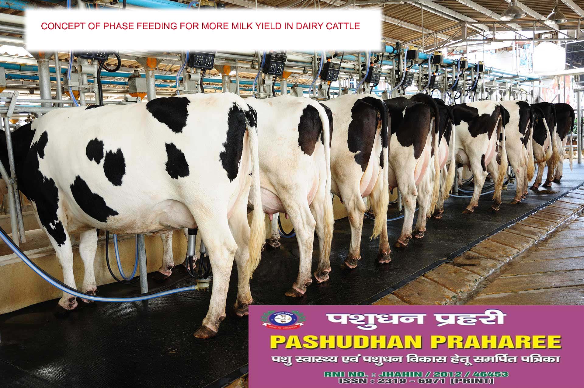 CONCEPT OF PHASE FEEDING FOR MORE MILK YIELD IN DAIRY CATTLE – Pashudhan  praharee
