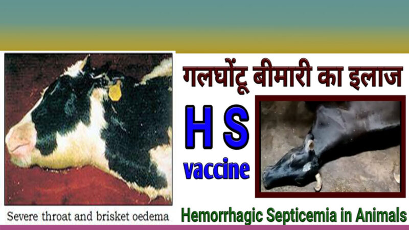 HEMORRHAGIC SEPTICEMIA (HS)- IN -CATTLE