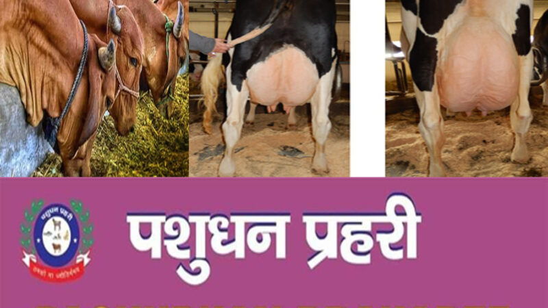 HOW TO SELLECT & PURCHASE IDEAL DAIRY CATTLE FOR BETTER MILK YIELD