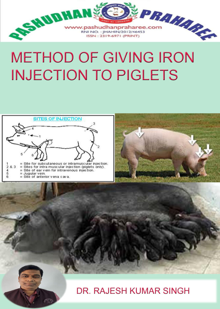 METHOD OF GIVING IRON INJECTION TO PIGLETS - Pashudhan Praharee