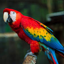 Macaws