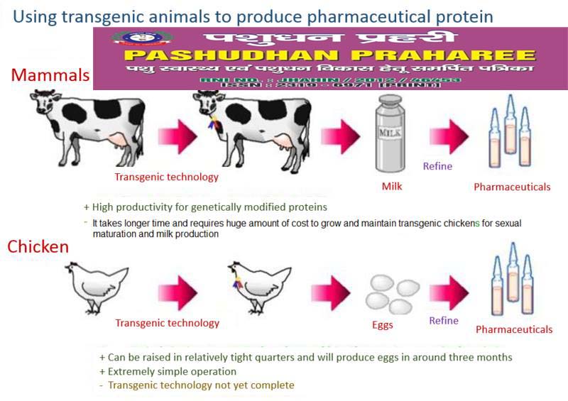 PRODUCTION & APPLICATION OF TRANSGENIC ANIMAL FOR IMPROVING LIVESTOCK  PRODUCTIVITY & HUMAN WELFARE – Pashudhan praharee