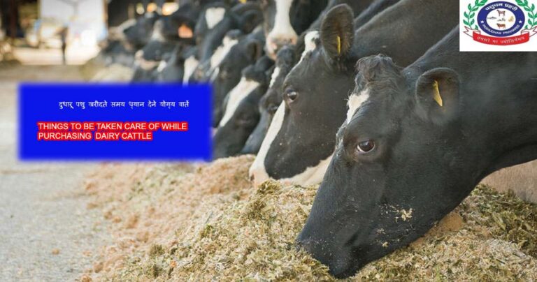 THINGS TO BE TAKEN CARE OF WHILE PURCHASING DAIRY CATTLE