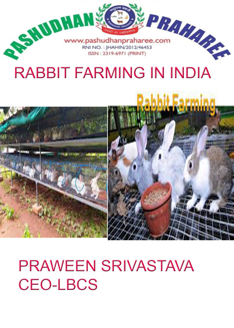 rabbit farming business plan in india