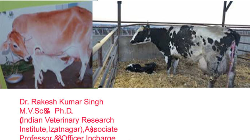 CARE-MANAGEMENT OF DAIRY-CATTLE