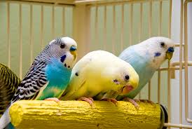 Budgerigar