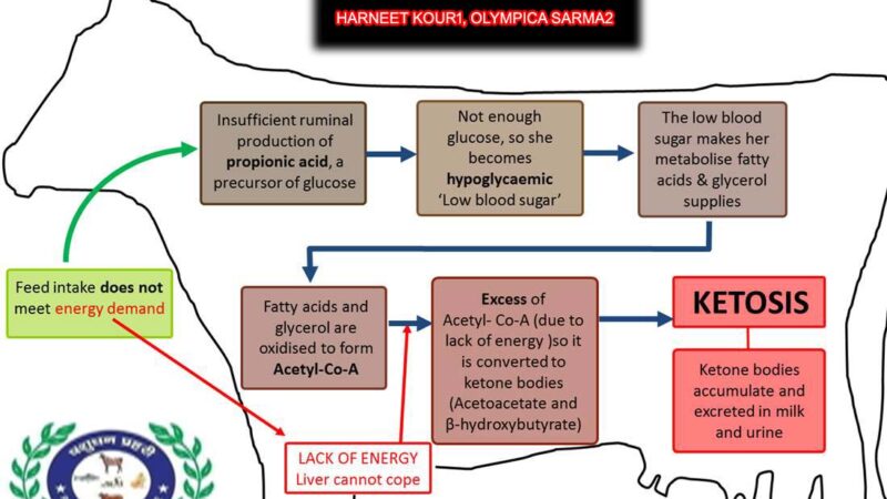 RUMINANT KETOSIS