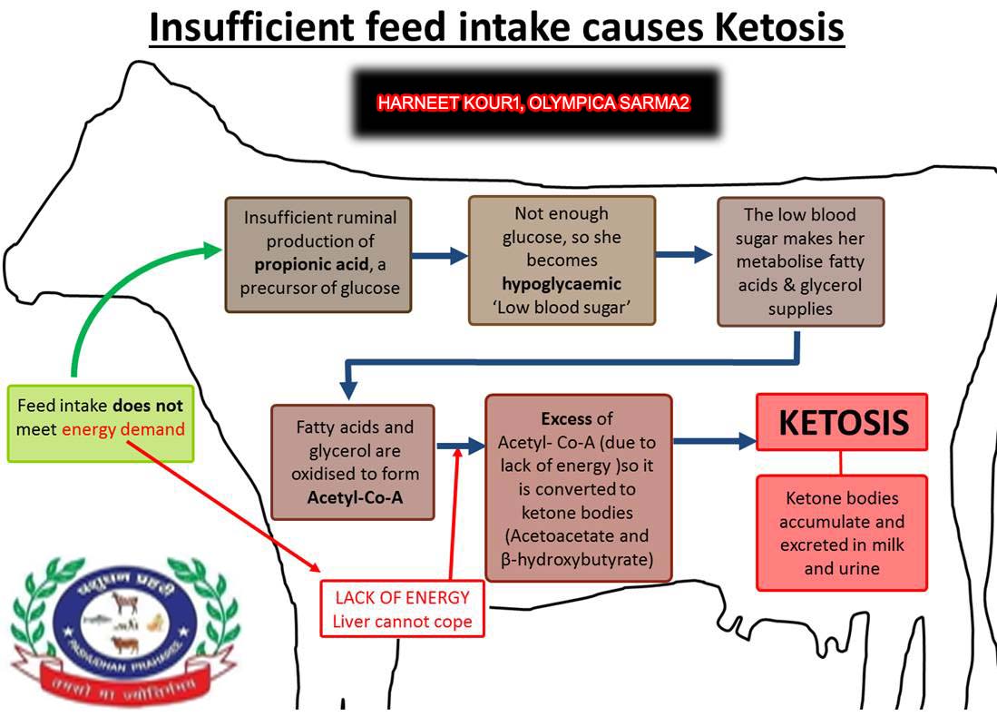 Ketosis And Fatty Liver Cows All About Cow Photos ketosis-and-fatty-liver-cows-all-about-cow-photos