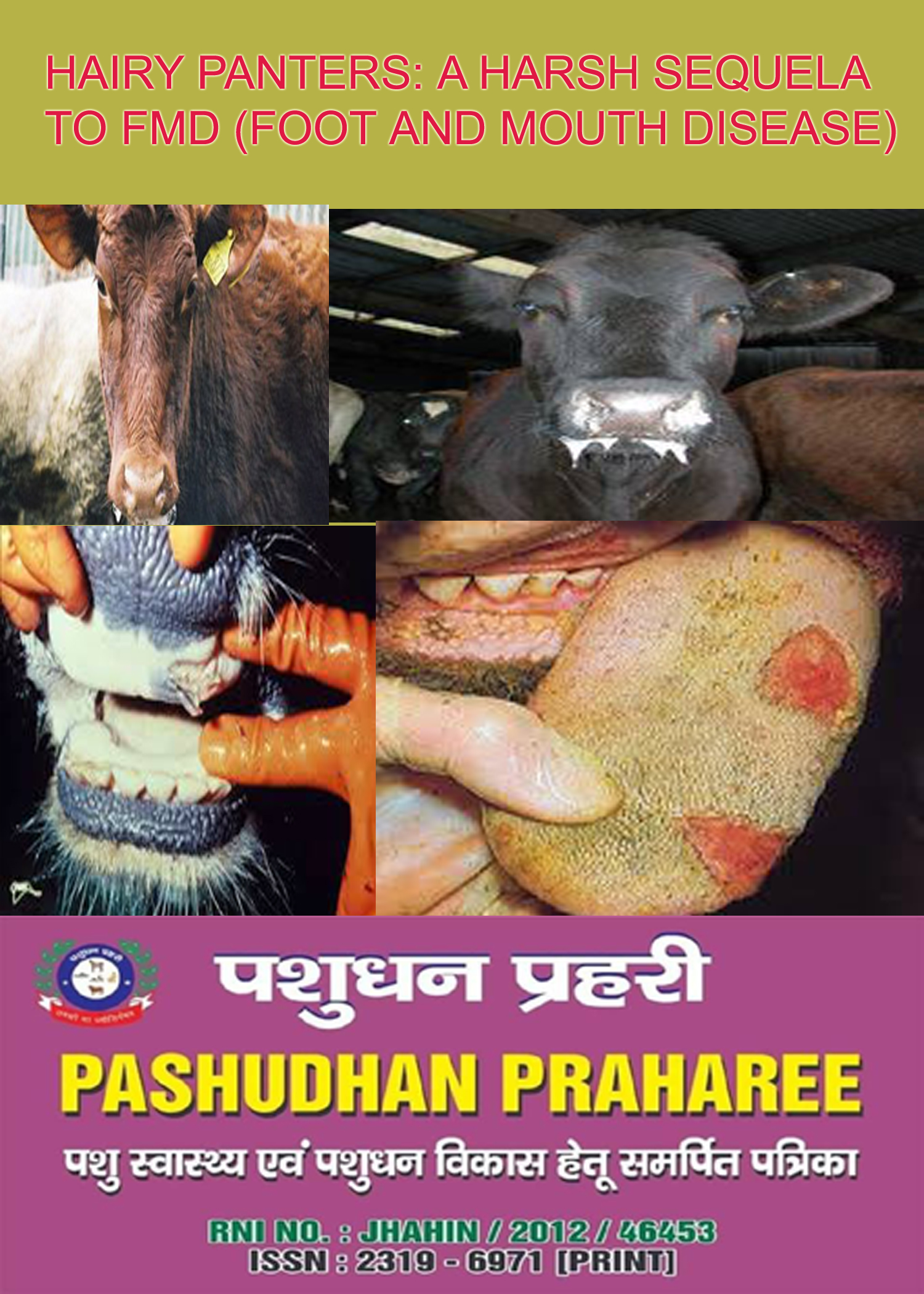 HAIRY PANTERS: A HARSH SEQUELA TO FMD (FOOT AND MOUTH DISEASE) – Pashudhan  praharee