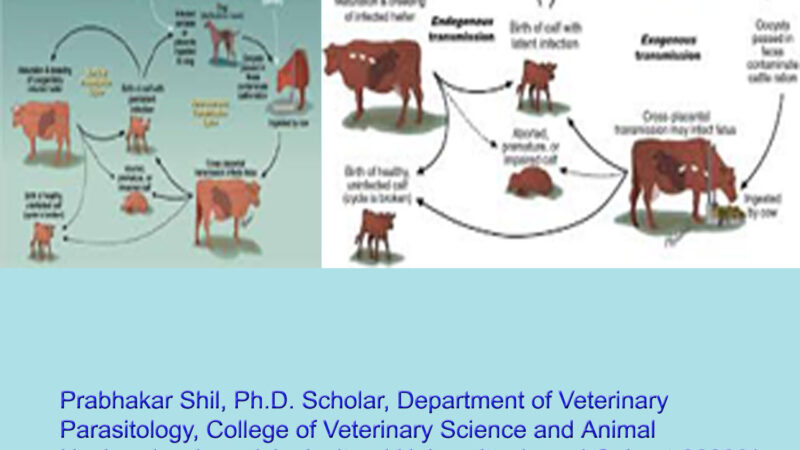 Bovine Neosporosis: Causes and Control