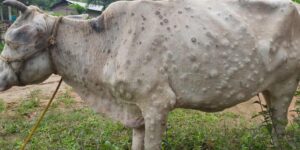 Cattle with Nodule on body