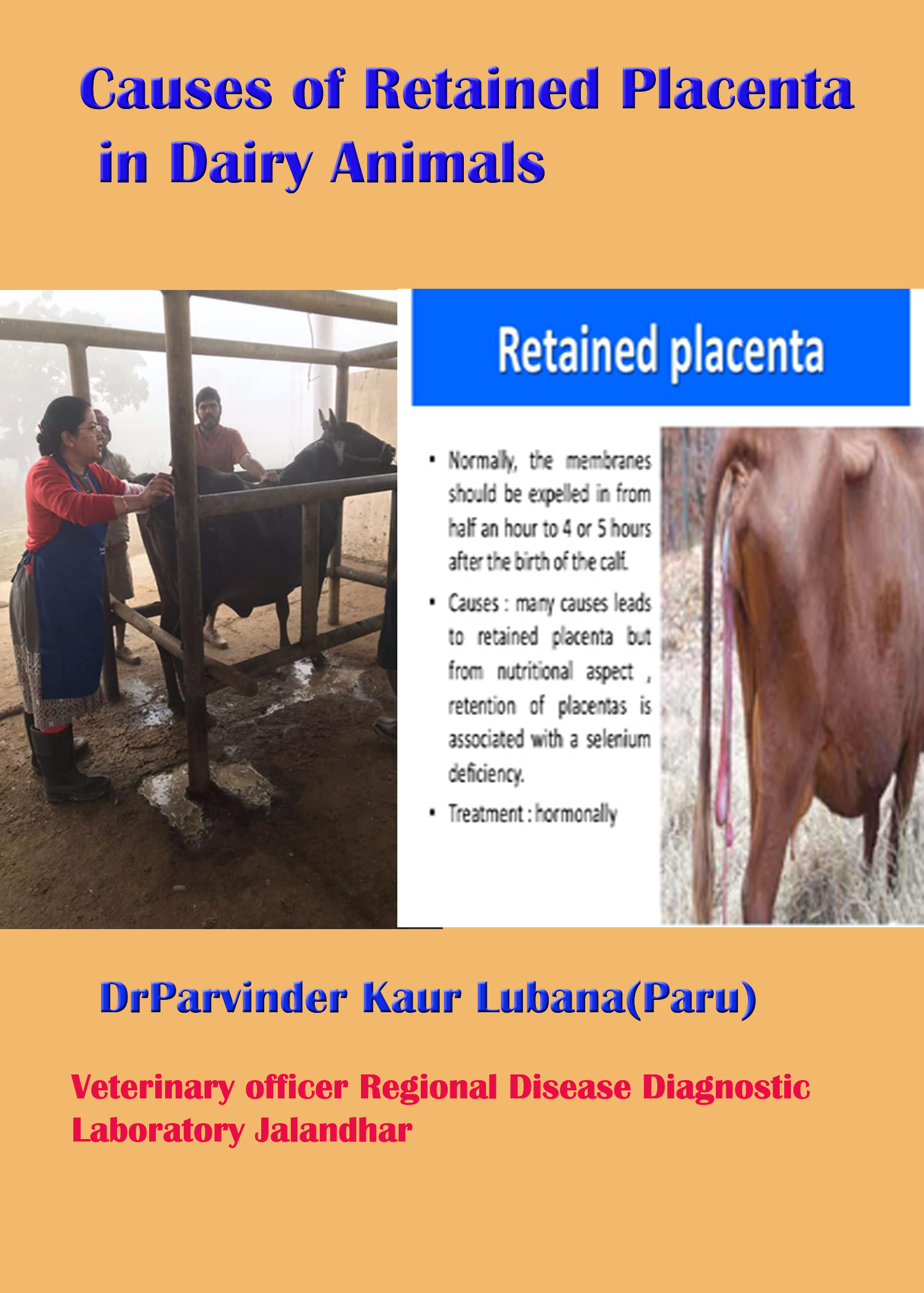 Causes of Retained Placenta in Dairy Animals – Pashudhan praharee