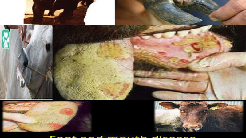 FOOT-AND-MOUTH DISEASE(FMD) IN FARM ANIMALS –PREVENTION ,TREATMENT & CONTROL