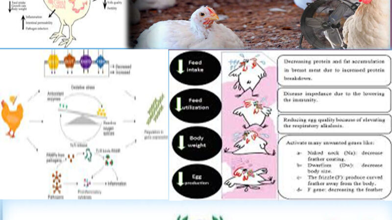 HEAT STRESS IN POULTRY-MANAGEMENT STRATEGIES