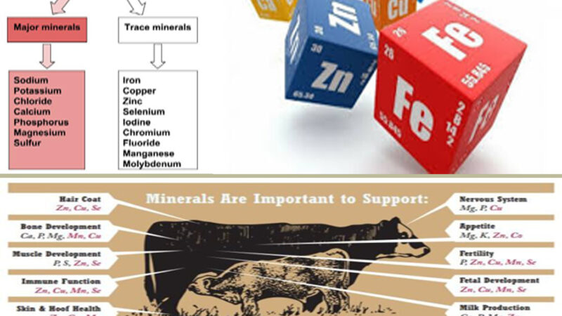 Image showcasing CONCEPT OF CHELATED MINERALS IN ANIMAL NUTRITION | Pashudhan praharee